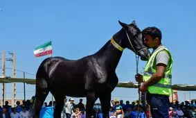 زیباترین اسب‌های اصیل ترکمن انتخاب شدند