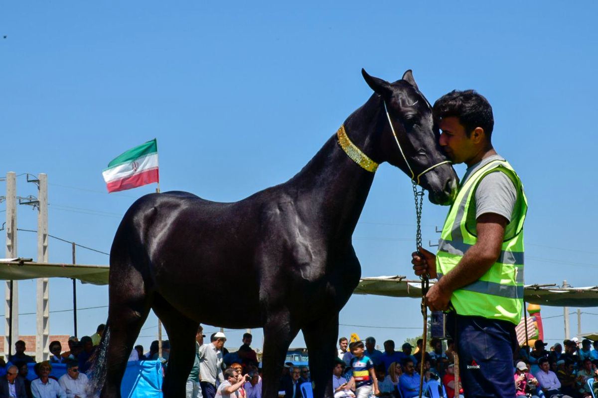 زیباترین اسب‌های اصیل ترکمن انتخاب شدند