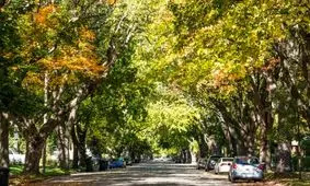 فواید عجیب زندگی در کنار درختان