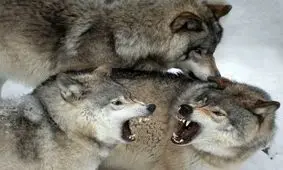  خانواده گرگ‌ها در عکس روز نشنال جئوگرافیک