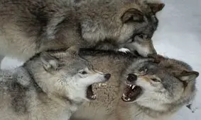  خانواده گرگ‌ها در عکس روز نشنال جئوگرافیک
