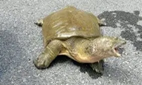 كشف 2 عدد لاک‌پشت کمیاب گونه فراتی