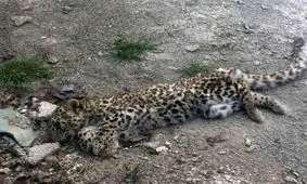 کشف لاشه یک پلنگ در الموت