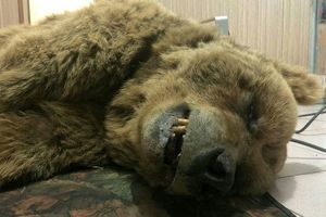 جزئیات کشته شدن خرس ۲۵ ساله در کرمانشاه