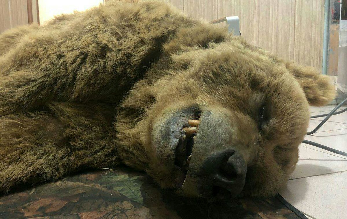 جزئیات کشته شدن خرس ۲۵ ساله در کرمانشاه