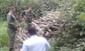 اخراج ۴۷۰ قُرقبان گلستانی/ ۴۰۰ هکتار جنگل سرخداری در معرض نابودی