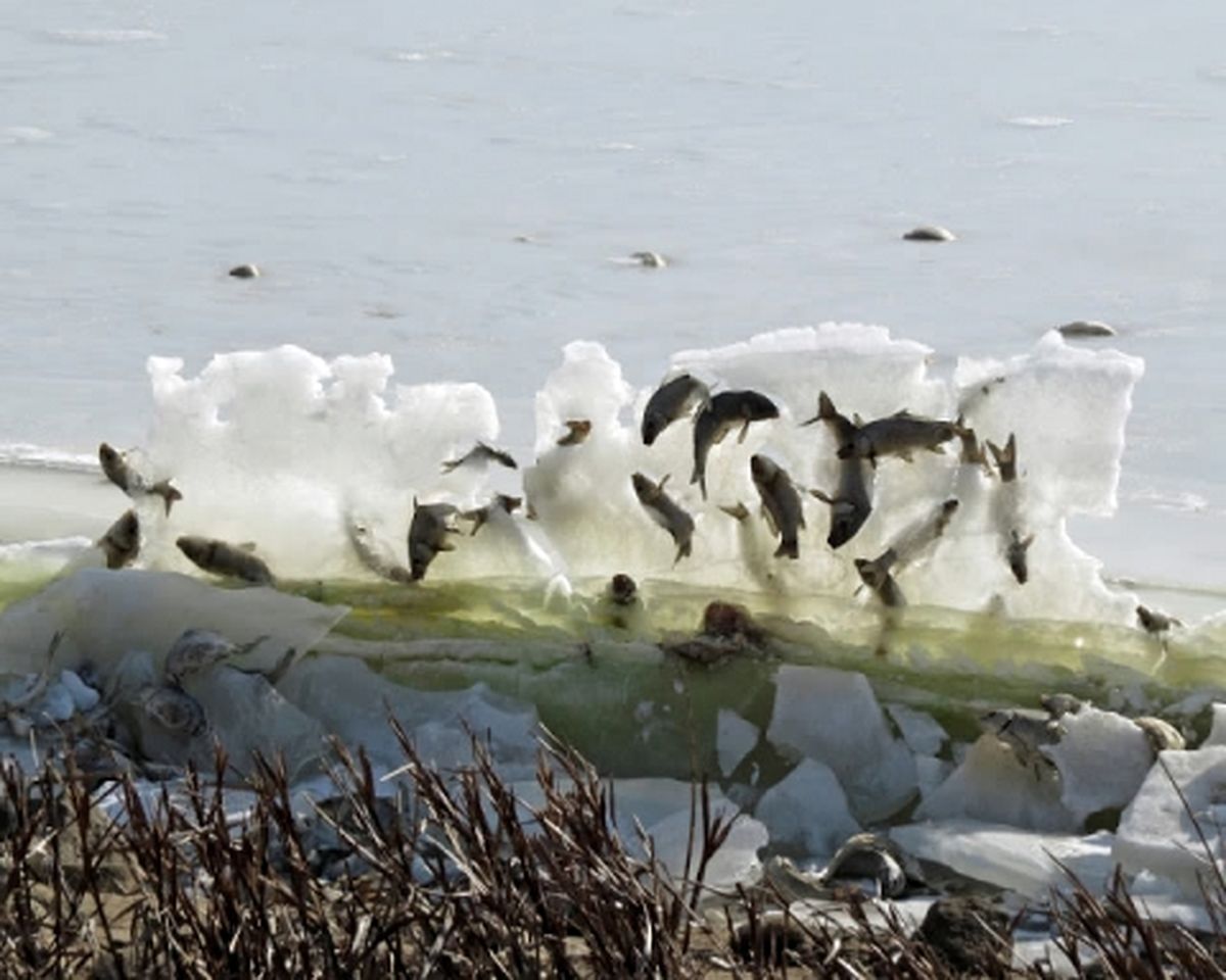 نگاهی به تصاویر حیواناتی که به طرز غیرقابل باوری یخ زده اند