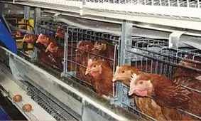 کامیون حامل ۱۰۰۰ قطعه مرغ فاقد پروانه بهداشتی در کوهدشت توقیف شد