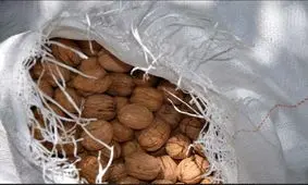 مهروموم انبار گردو در شاهین شهر