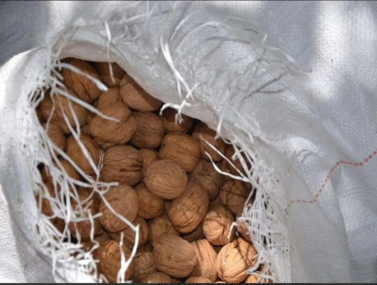 مهروموم انبار گردو در شاهین شهر