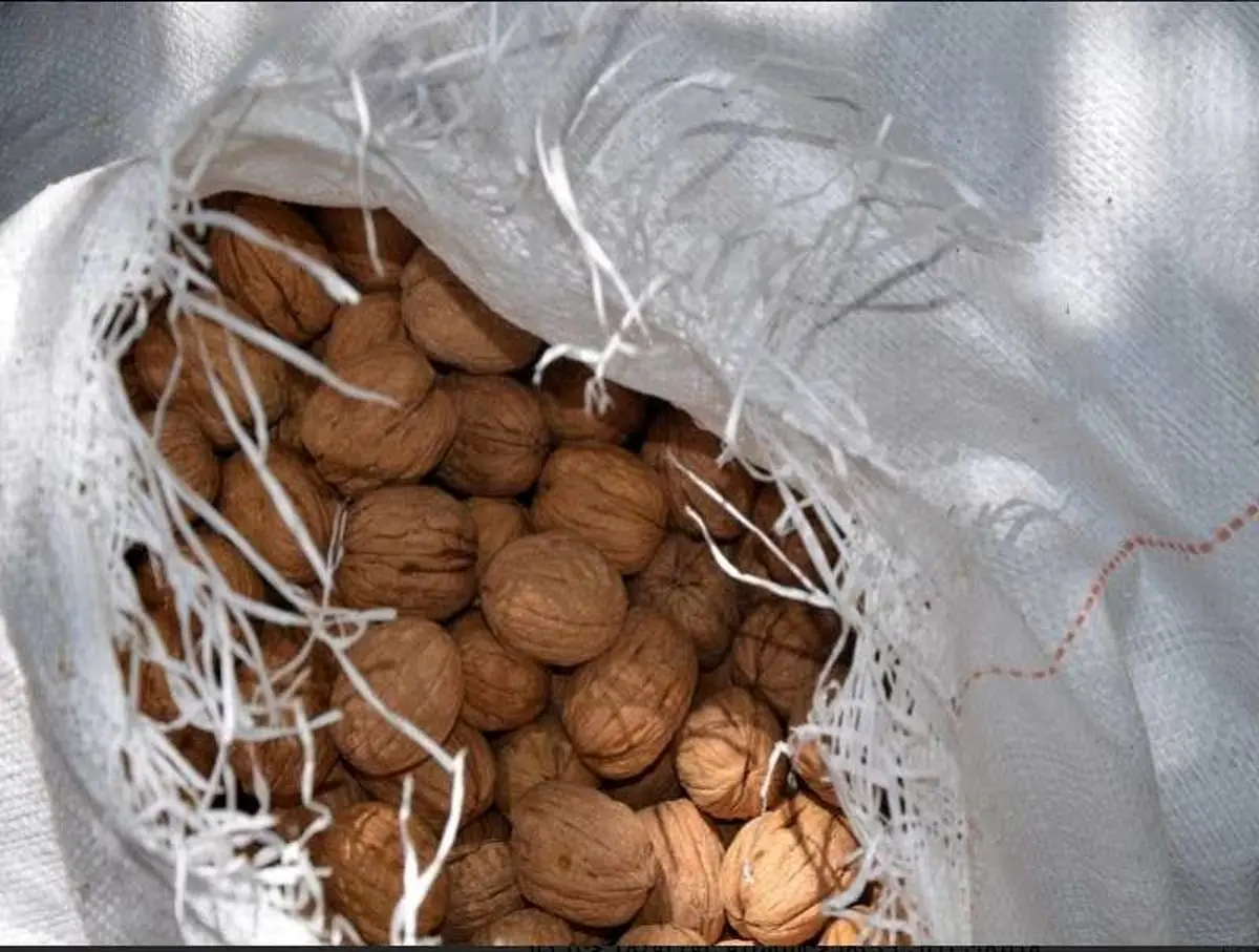 مهروموم انبار گردو در شاهین شهر