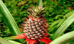 روش‌های کاشت و نگهداری از آناناس در منزل