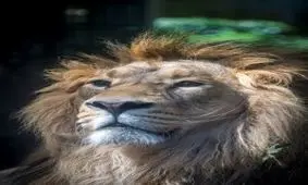 داستان بازگشت کامران پس از ۸۰ سال/ غرش شیر ایرانی از بریستول انگلیس تا ارم تهران/ تعداد سلاطین جنگل‌های آسیایی رو به افزایش است