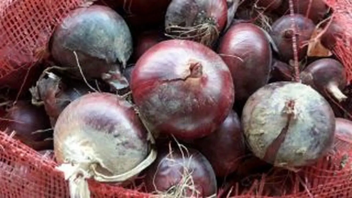 افزایش ۴۶۰ درصدی قیمت "پیاز" در یکسال