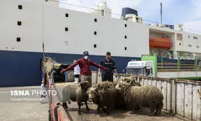 سومین کشتی حامل دام زنده به بندر چابهار رسید