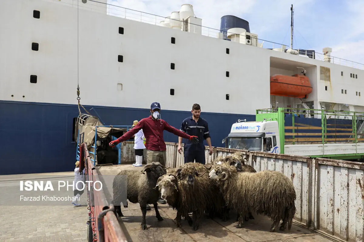 سومین کشتی حامل دام زنده به بندر چابهار رسید