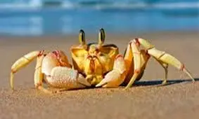 محصولات فناورانه ایرانی از خرچنگ دریایی تولید شد