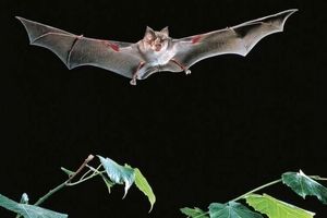 برملا شدن راز خفاش‌ها در نحوه انتقال ویروس