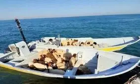 قاچاقچیان برای فرار از جریمه گوسفندهای زنده را به دریا ریختند