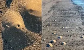 میگوهایی که آتش‌فشان درست می‌کنند! /ویدئو