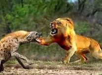 چرا شیرهای نر از کفتارها متنفرند؟/ ویدئو