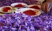 سقوط آزاد قیمت زعفران ایرانی/ ماجرا چیست؟