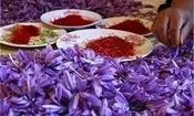 سقوط آزاد قیمت زعفران ایرانی/ ماجرا چیست؟