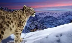 از نگاه هیپنوتیزم شیر تا فلامینگو در آرواره‌های گربه وحشی