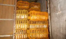 توقیف محموله ۲۸۰۰ قطعه ای مرغ‌ زنده فاقد مجوز حمل در رودسر