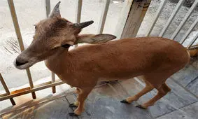 کشف بره میش وحشی زنده در خانه یک مرد کرمانی