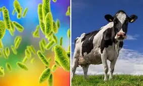 تب مالت، بیماری هزار چهره/ ویدئو