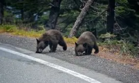 خوش و بش جالب خرس با یک راننده!