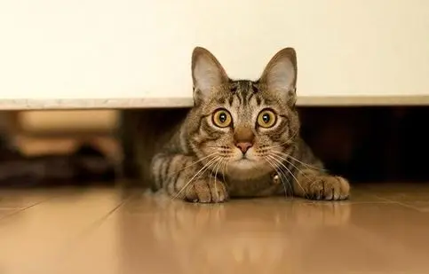 گربه محبوب طلافروشی؛ لم دادن روی طلا داخل ویترین/ ویدئو