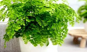 خواص و مضرات پرسیاوشان چیست؟