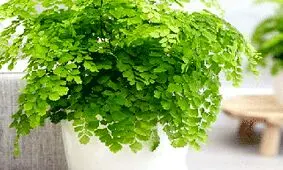 خواص و مضرات پرسیاوشان چیست؟