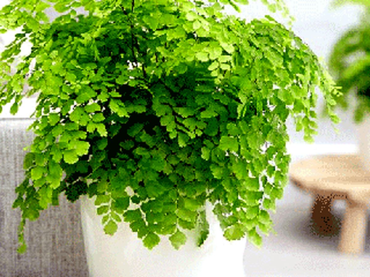 خواص و مضرات پرسیاوشان چیست؟