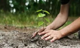 دو مجرم البرزی به کاشت درخت محکوم شدند