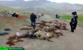 تلف شدن ۳۴ راس دام بر اثر اصابت صاعقه در کرمانشاه