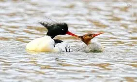 مروری بر برترین تصاویر حیات وحش + تصاویر