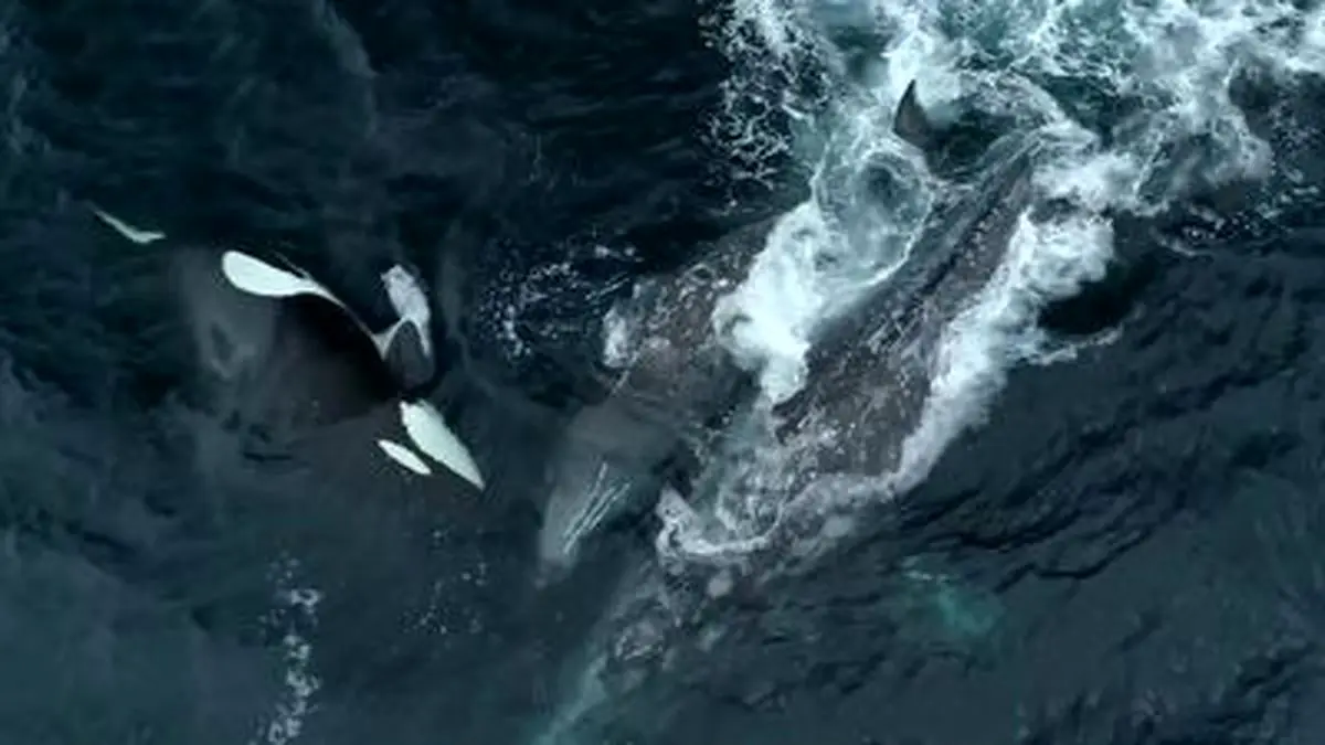 حمله نهنگ قاتل به وال‌های خاکستری + فیلم