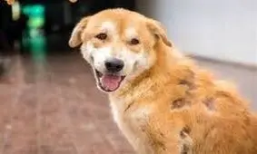 سگ خوش اشتها، ۱۶۰ پوند اسکناس را بلعید