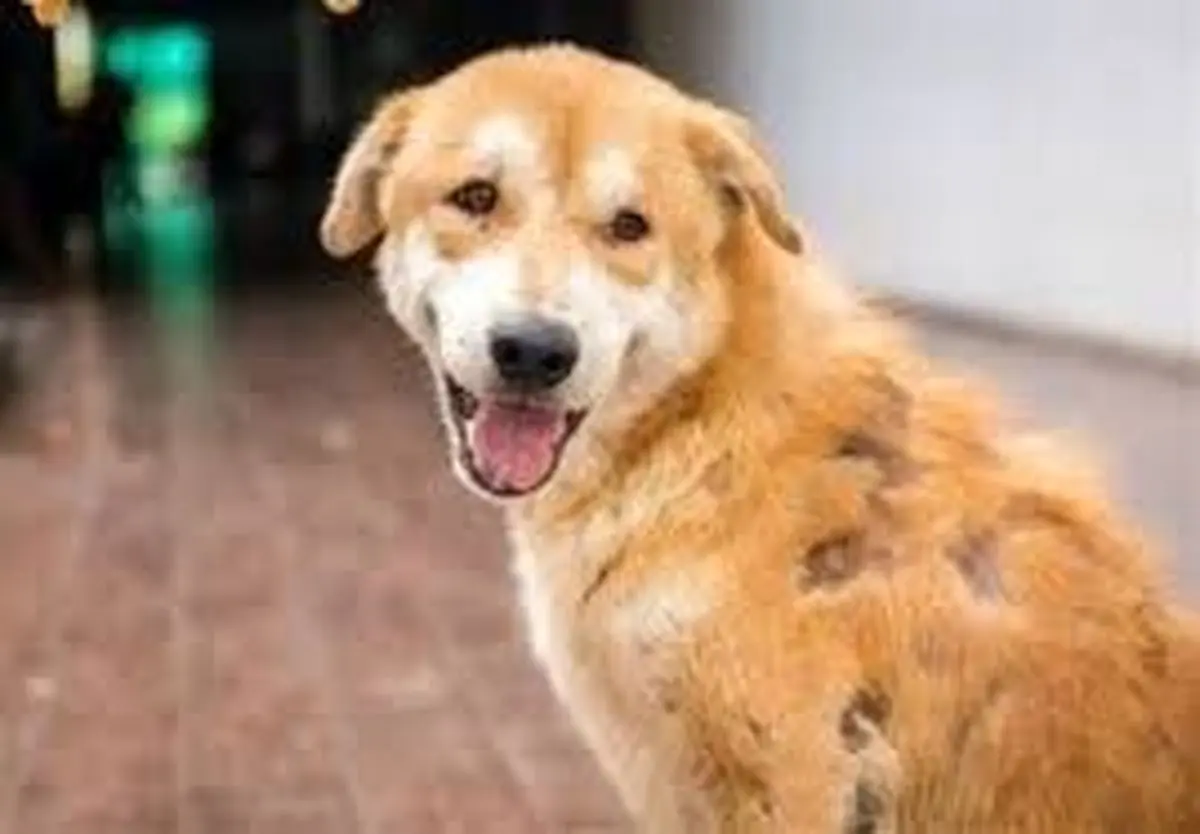 سگ خوش اشتها، ۱۶۰ پوند اسکناس را بلعید