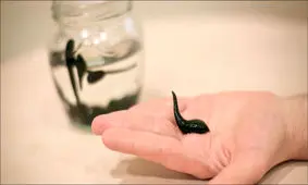 خون فروشی در بطری نوشابه!