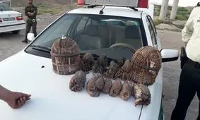 دستگیری شکارچی متخلف در تربت حیدریه