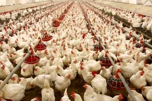 کشف بیش از ۴ هزار قطعه مرغ قاچاق در شهرستان فامنین