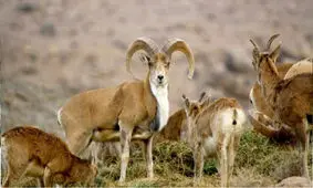 ماجرای تلف شدن ده‌ها قوچ و میش در پارک ملی گلستان