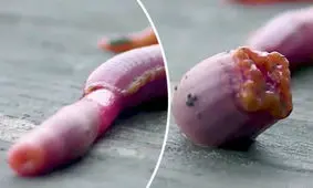 کرم وحشتناک و کشنده با دندانهای آهنی (عکس)