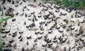 ورود ۱۲۶ دسته ملخ به ۷ استان