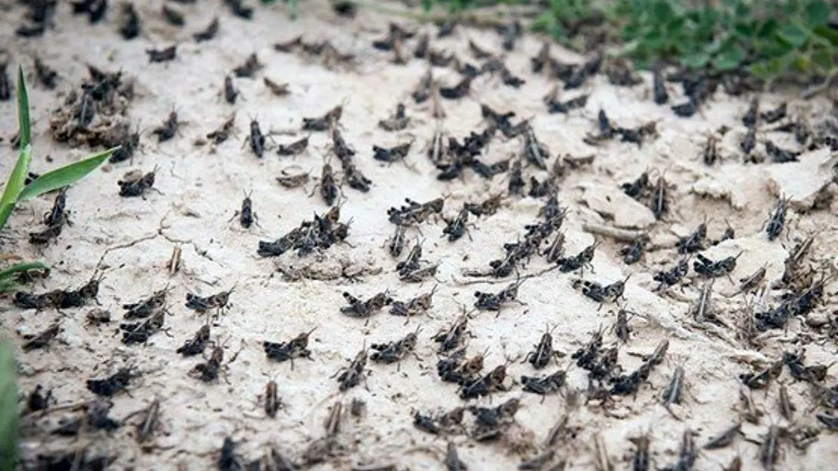 ورود ۱۲۶ دسته ملخ به ۷ استان