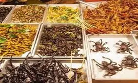 ترویج حشره‌خواری در رسانه‌های معروف جهان! + فیلم